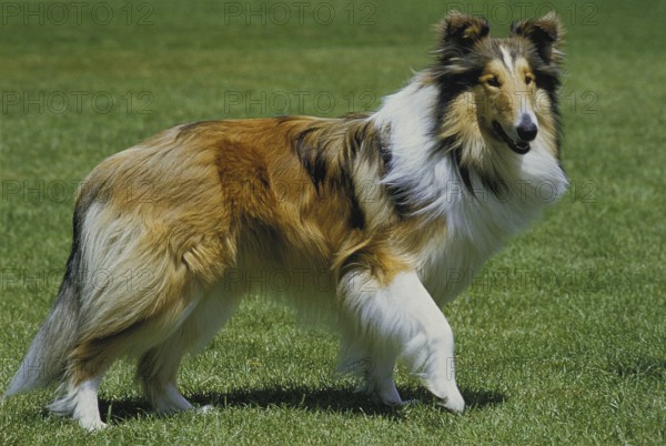 COLLIE DOG, ADULT ON GRASS