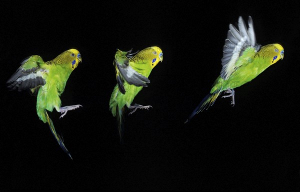 BUDGERIGAR (melopsittacus undulatus), FLIGHT SEQUENCE