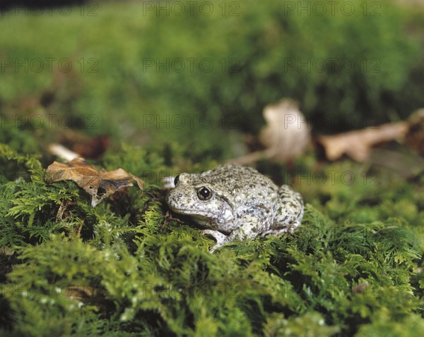 Midwife Toad (alytes obstetricans), Adult standing on Moss