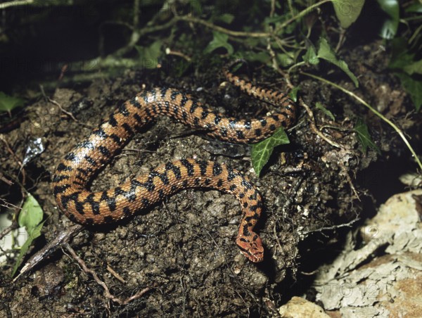 Asp Viper (vipera aspis)
