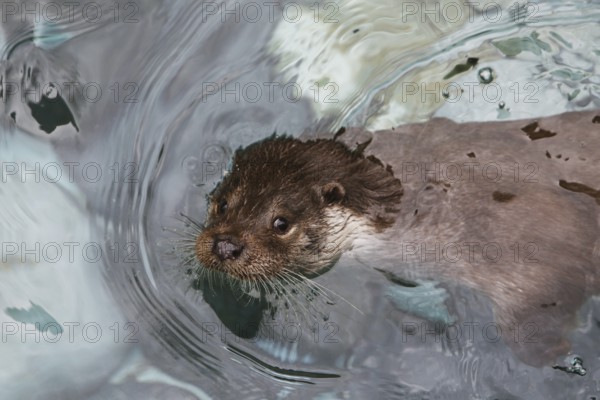 European otter (lutra lutra), European Otter, European Otter, Marten species, Predators, Mammals,