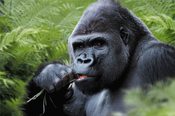 Westen Gorilla, silverback (Gorilla gorilla gorilla)