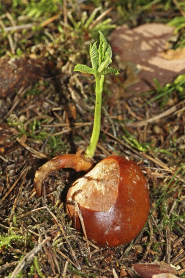 Horse chestnut