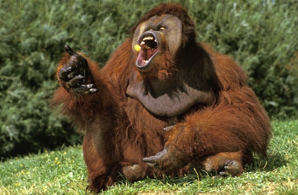 Orangbornean orangutan (pongo pygmaeus), male eating a fruit with open mouth