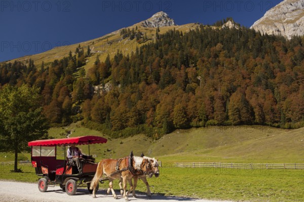Haflinger team in front of carriage, Eng, Hinterriss, Karwendel valley, Bavaria, Haflinger,