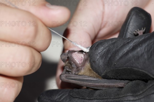 Noctule, taking saliva sample for translation of genetic information, Brandenburg, Germany