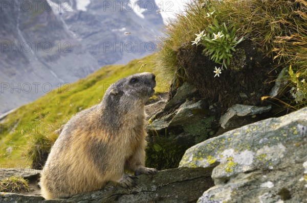 Alpine Marmot (Marmota marmota) with Edelweiss, Alpine Marmot, under construction, Hohe Tauern