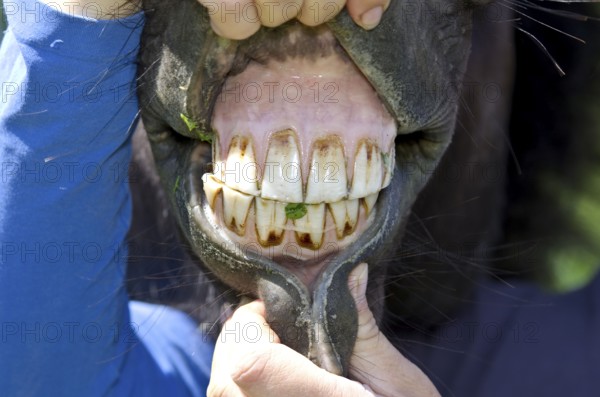 Icelandic pony, bit control, Icelandic horse, Icelander, bit, tooth control, teeth, tooth, mouth