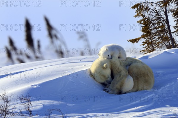 Polar bears (Ursus maritimus), female and cubs, 3 months, Wapusk National Park, Churchill, Manitoba