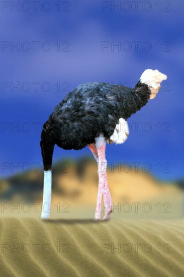 Ostrich with head in the sand, common ostrich (Struthio camelus) sticks head in the sand