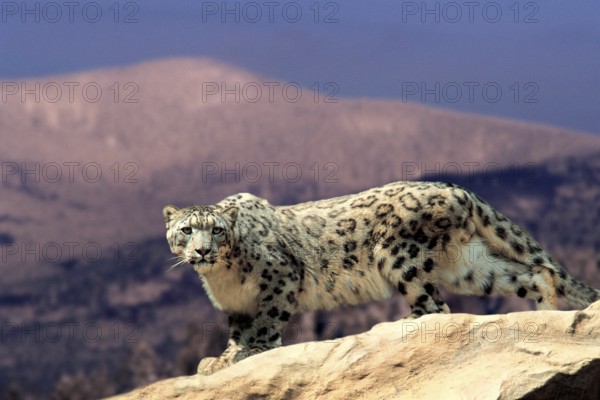Snow Leopard (Panthera ave crux spes unica (Unica unica), Ibis, animals, outside, outdoor,