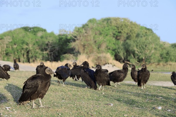 Black Vulture (Coragyps atratus), Myakka River State Park, Florida, USA, North America
