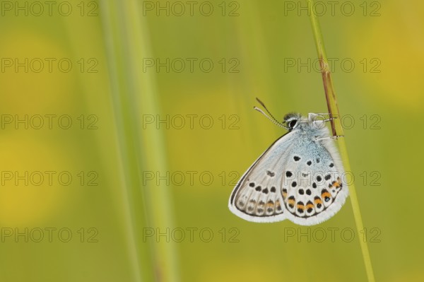 Silver-studded blue (Plebejus argus) North Rhine-Westphalia, Germany, Europe