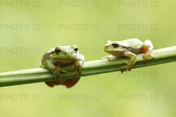 Two European Treefrogs (Hyla arborea) perched on a blade of grass, Tyrol, Austria, Europe