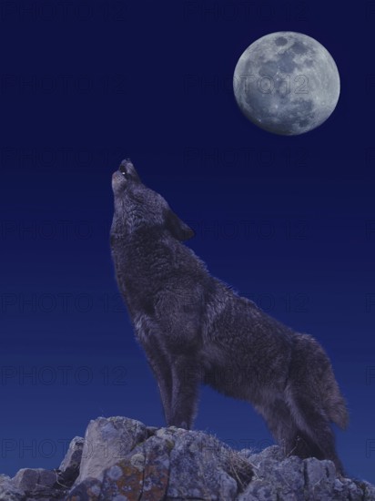 EUROPEAN WOLF (canis lupus), ADULT ON ROCK BAYING AT THE MOON