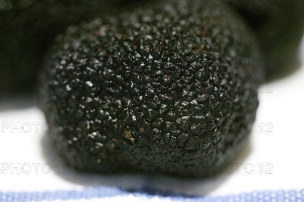 PERIGORD TRUFFLE (tuber melanosporum) AT LALBENQUE MARKET, LOT IN FRANCE