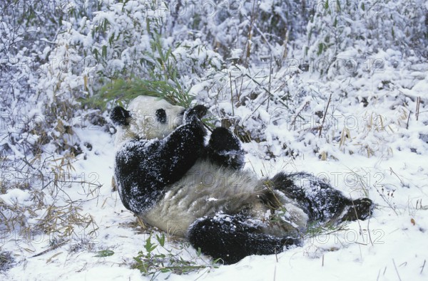 Giant Panda (ailuropoda melanoleuca), Adult laying on Snow, Eating Bamboo, Wolong Reserve in China