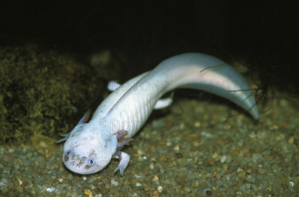 Axolotl (ambystoma mexicanum), Mexico, Central America