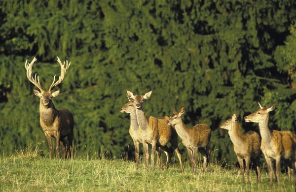 Red Deer (cervus elaphus), Herd