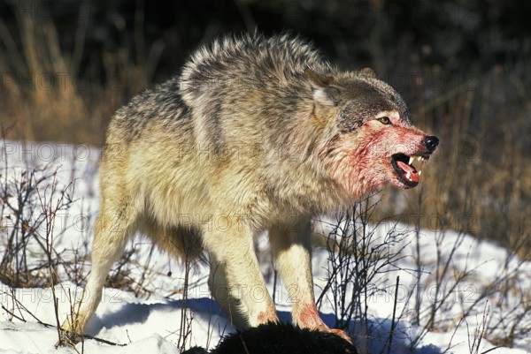North American Grey Wolf (canis lupus occidentalis), Adult on a Kill, Bloody Face, Canada, North