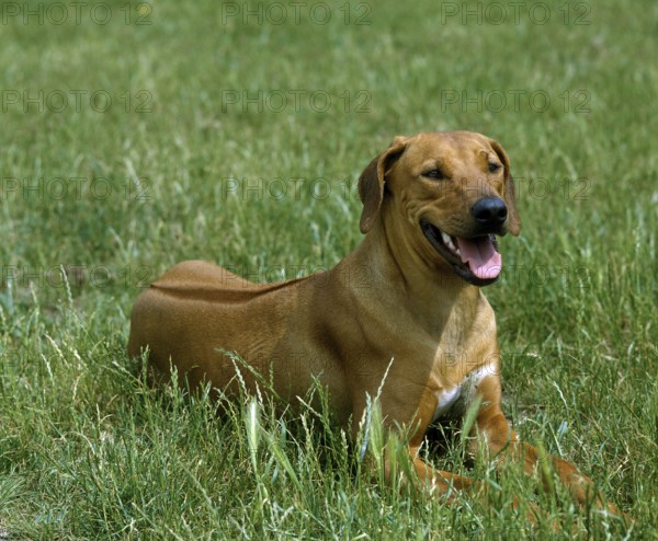 Rhodesian Ridgeback Dog laying on Grass