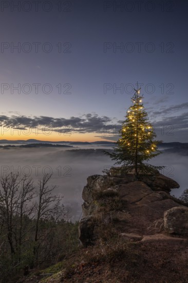 Exhilarating sunrise at the Wachtfelsen. Magical morning mist, clouds and a Christmas tree in the