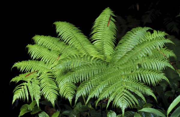Bracken (Pteridium aquilinum) fern, Hawaii