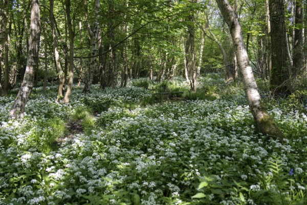 Ramsons or Wild Garlic (Allium ursinum) blooming in springtime near East Grinstead