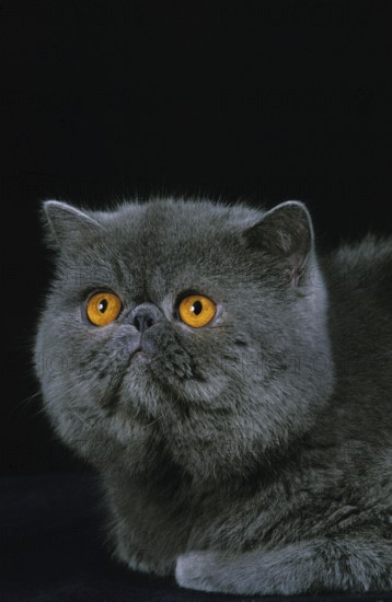 Exotic Shorthair against a black background