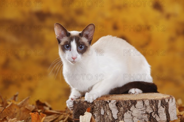Siamese cat, seychellois-chocolate-point-white, Siamesin