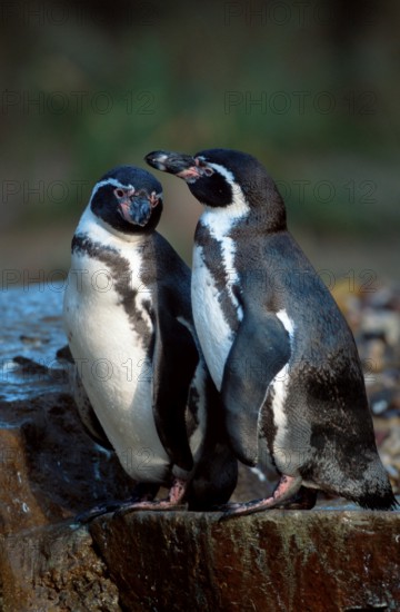 Humboldt penguins (Spheniscus humboldti)
