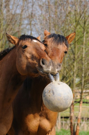 American Quarter Horses, young stallions, playing with ball, toys