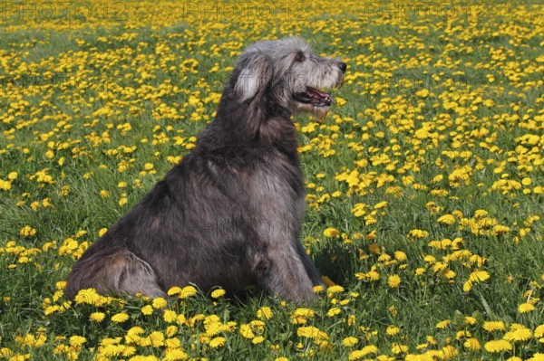 Irish Wolfhound, male, Irish Wolfhound, sideways