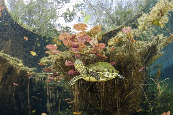 Meso-American Slider in Cenote, Tulum, Yucatan Peninsula, Mexico (Trachemys scripta venusta)