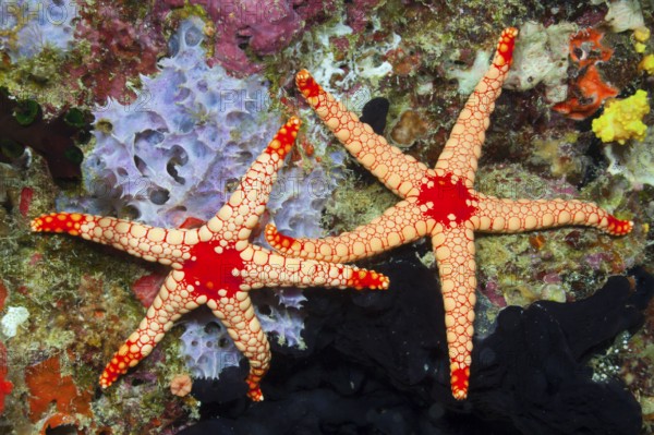 Red Mesh Starfish, Baa Atoll, Maldives (Fromia monilis)