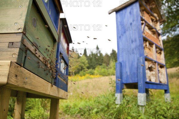 Honey bee (Apis mellifera) Beekeeping, Rhineland-Palatinate, Germany, Europe