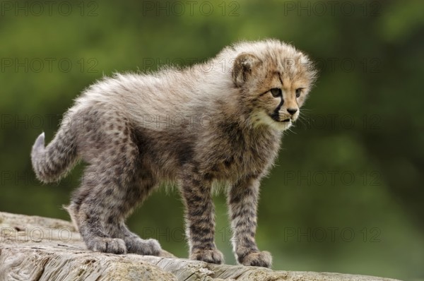 Cheetah (Acinonyx jubatus), young
