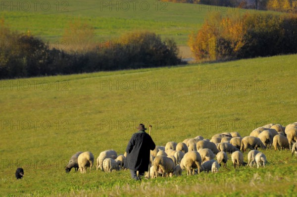 Landscape : Swabian Alb Flock of sheep in autumn on pasture, with shepherd, domestic sheep (Ovis