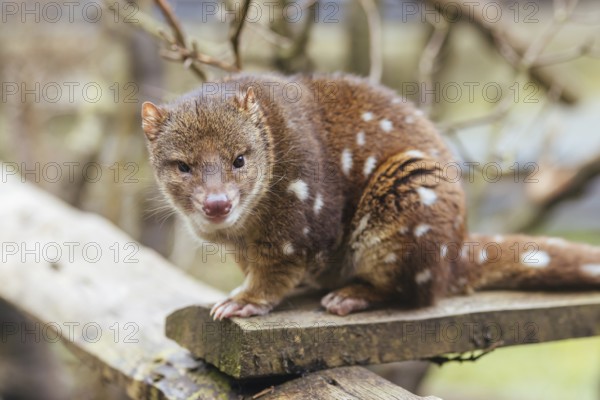 A Spotted-Tailed Quoll is spotted near Cradle Mountain, Tasmania, Australia, Oceania