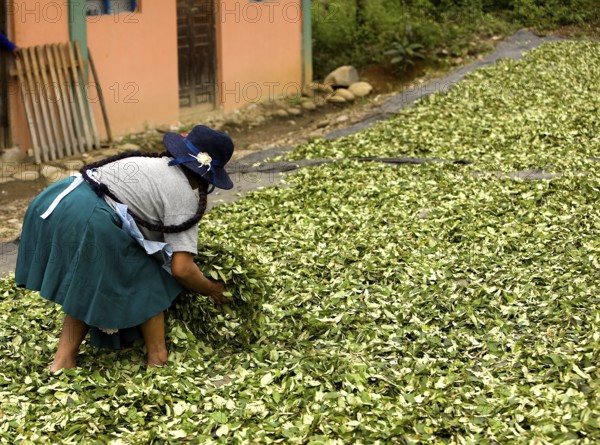 Coca (erythroxylum coca), cocaine production, drying of the leaves in the village of Pilcopata,
