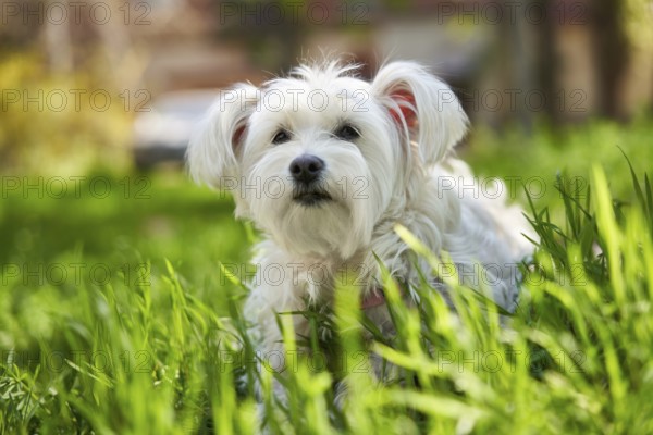 Cute white dog in the grass outdoors
