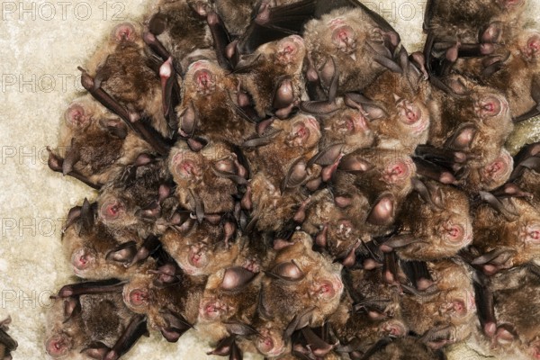 GREATER HORSESHOE BAT (rhinolophus ferrumequinum), ADULT HIBERNATING IN A CAVE, NORMANDY IN FRANCE