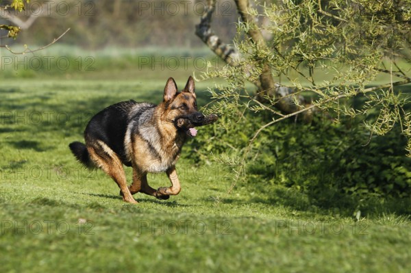 German Shepherd Dog, Adult running on Lawn, with Stick of Wood in Mouth