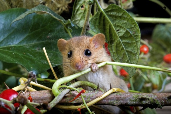 Common Dormouse (muscardinus avellanarius), Adult standing on Branch with Berries, Normandy