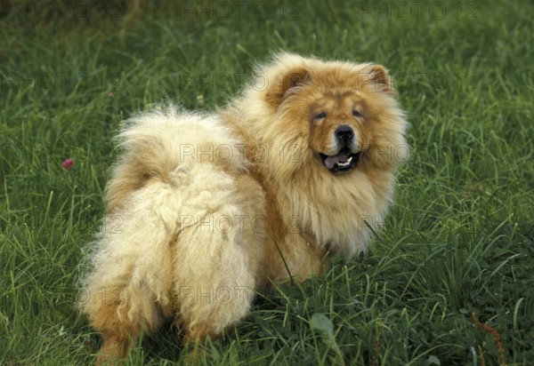 Chow Chow Dog standing on Grass