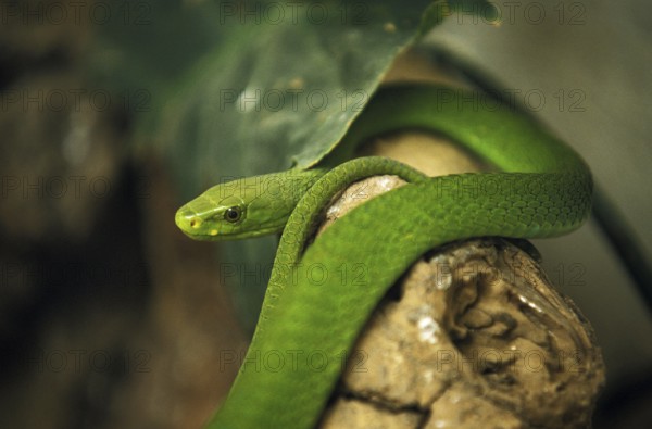 GREEN MAMBA (dendroaspis angusticeps), TANZANIA