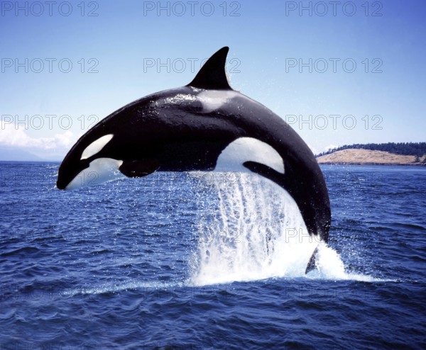 Killer Whale (orcinus orca), Adult Breaching, Channel near Orca's Island
