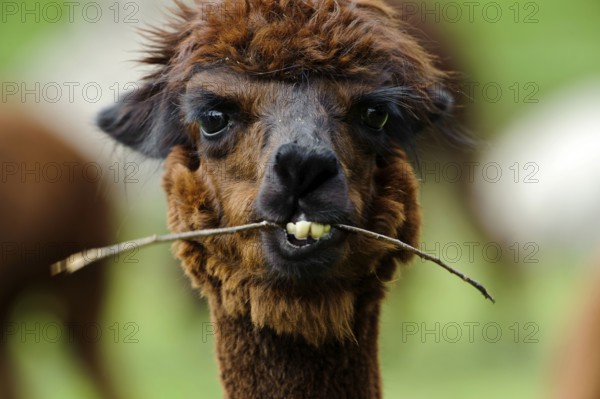Alpaca (Llama pacos)