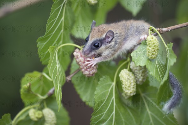 Forest Dormouse (Dryomys nitedula), young, Bulgaria, Europe