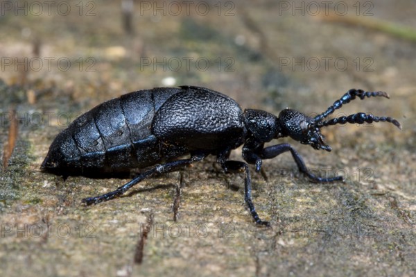 Black-blue oil beetle (Meloe proscarabeus), Germany, Europe